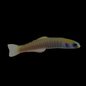 Aquarium Conditioned-Pink Zebra Bar Goby (School of 3)