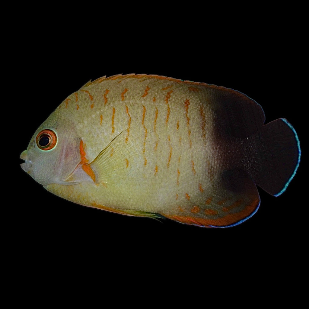 Aquarium Conditioned-Eibli Red Stripe Dwarf Angelfish