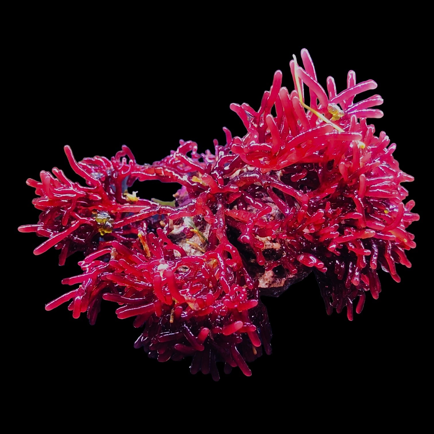 Red Rhodopeltis Macroalgae-Large Colony Cluster