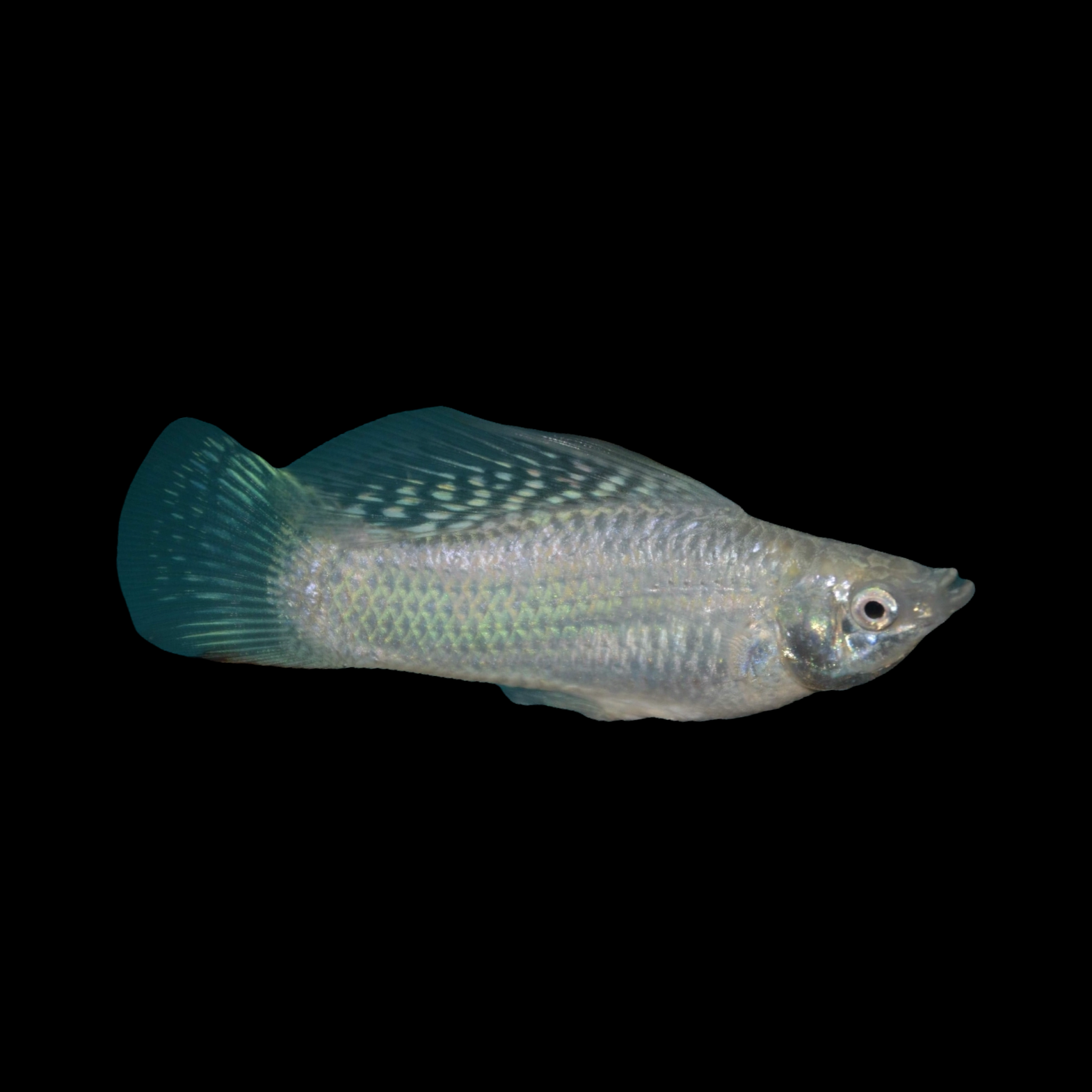 Saltwater Conditioned Silver Sailfin Molly-Male (Great Algae Eaters!)
