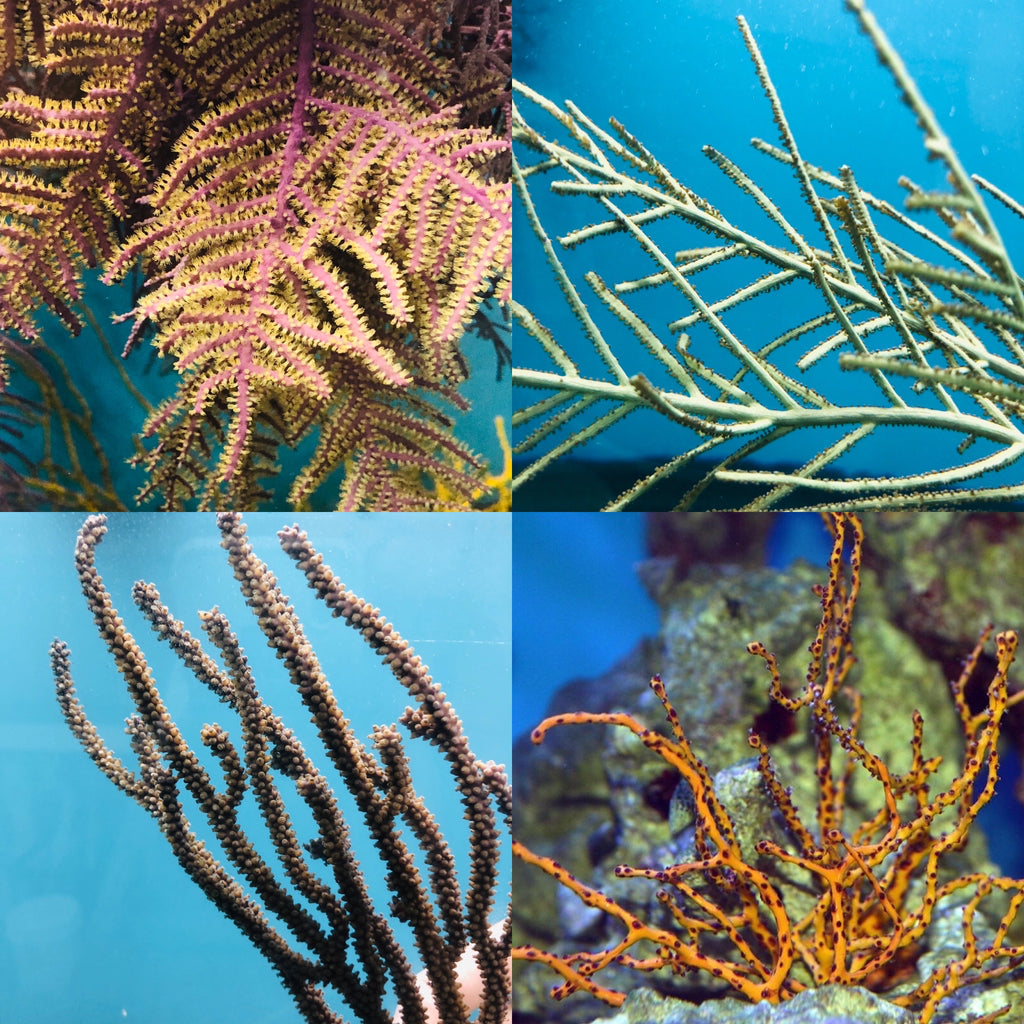 Halloween Special-Surprise Gorgonian Special-4 Pack