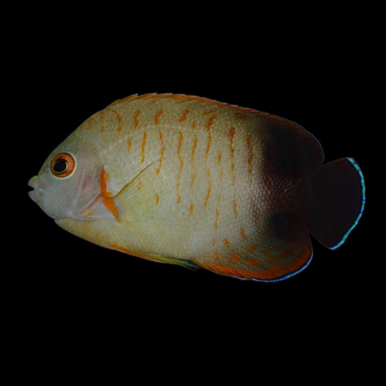 Aquarium Conditioned-Eibli Red Stripe Dwarf Angelfish