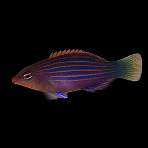 Aquarium Conditioned-Sixline Wrasse