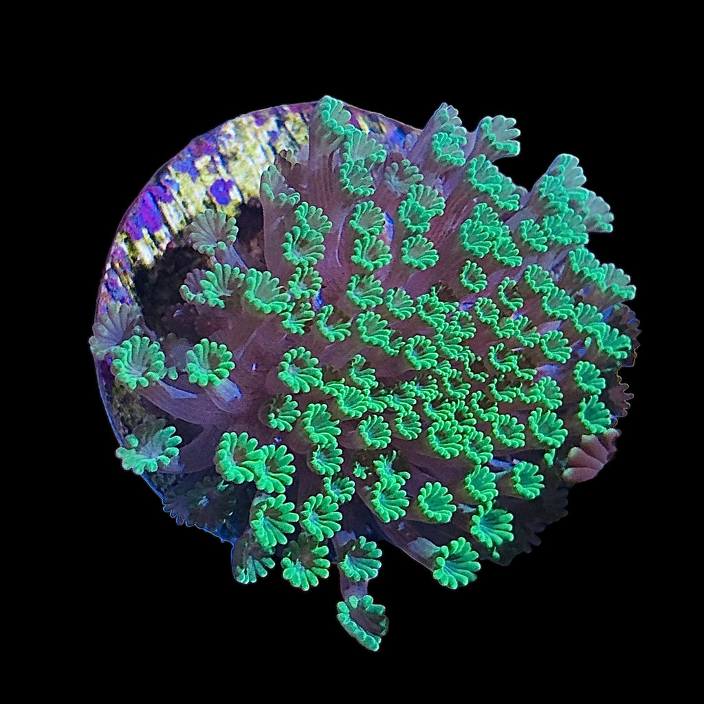 WYSIWYG Green Micro Alveopora-Aquacultured