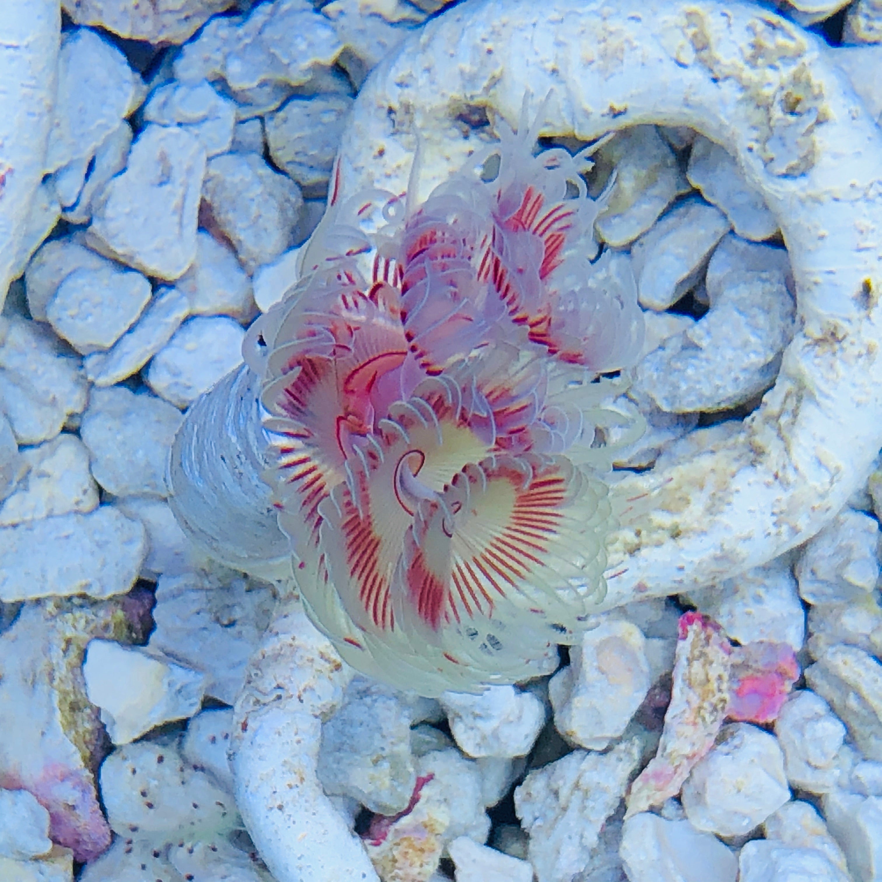 Red Coco Tube Worm (Large Size)