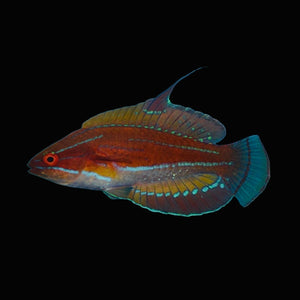 Aquarium Conditioned-McCosker's Flasher Wrasse