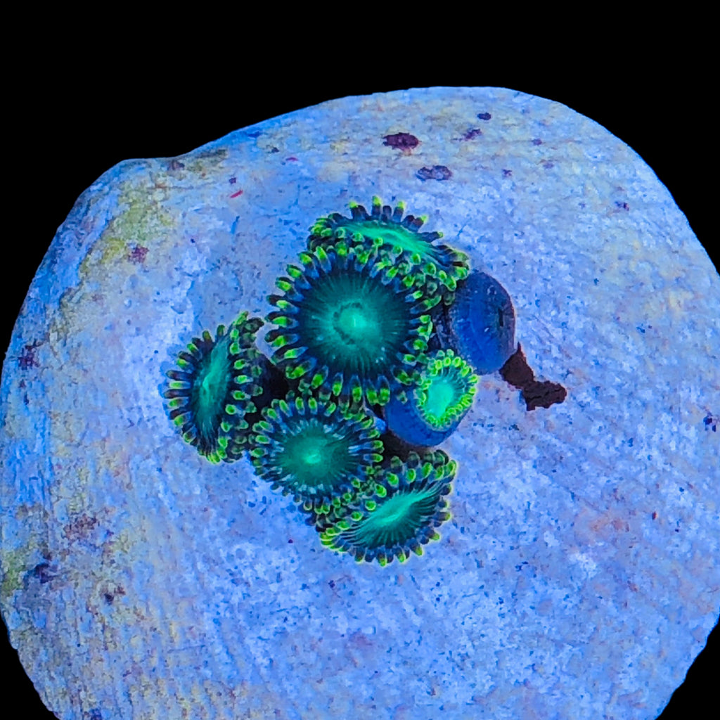 WYSIWYG Dragon Zoanthids