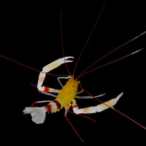 Zanzibar Coral Banded Shrimp-Single