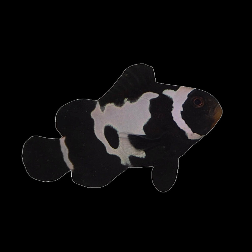 ORA Black Snowflake Ocellaris Clownfish- Single