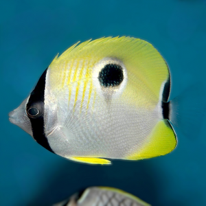 Aquarium Conditioned-Teardrop Butterflyfish