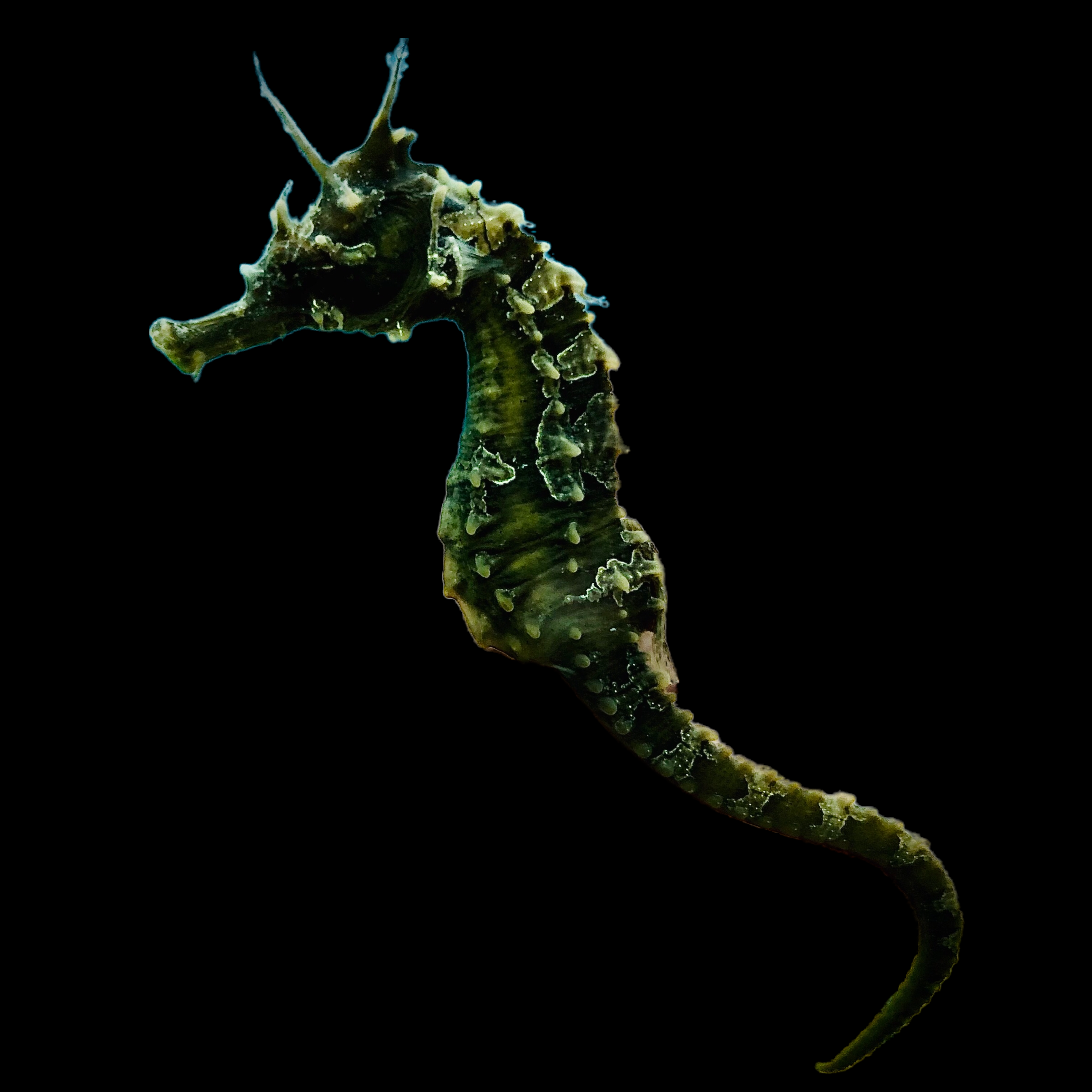 Captive Bred Dark Silver-Saddled Erectus Seahorse-Single Juvenile