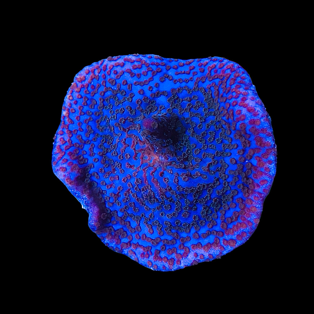WYSIWYG Blue Galaxy Montipora Coral-Aquacultured