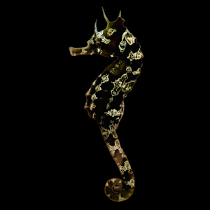 Captive Bred Dark Silver-Saddled Erectus Seahorse-2 Lot