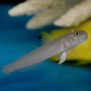 Aquarium Conditioned-White Sleeper Goby (Sand Sifters)