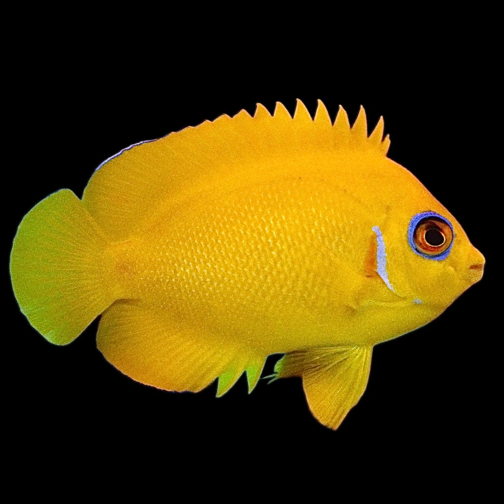 Aquarium Conditioned-Lemonpeel Angelfish