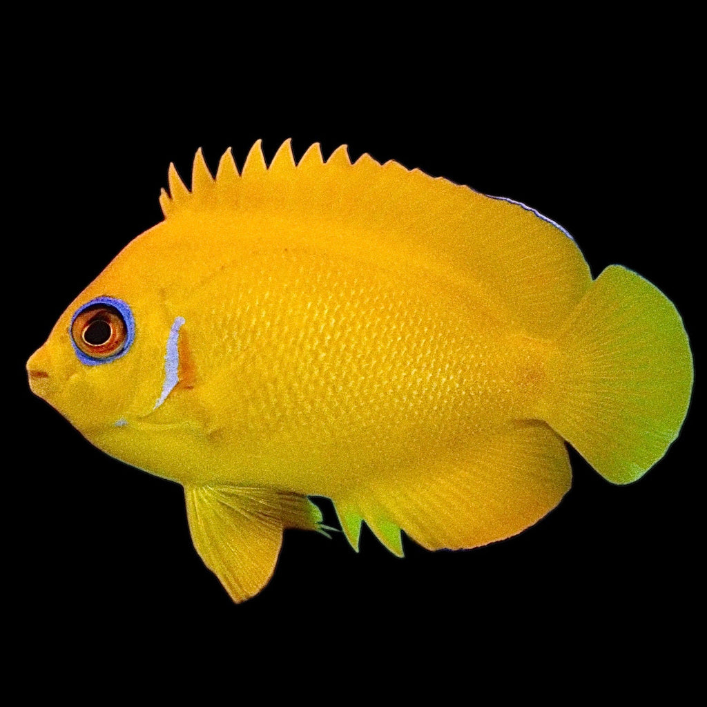 Angelfish Ps5 Angelfish – Alyssa's Seahorse Savvy