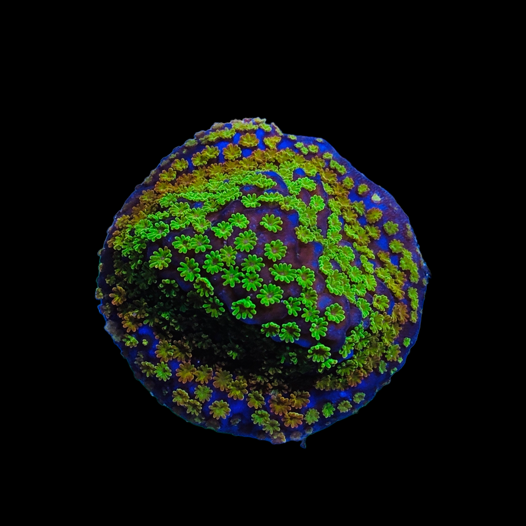 WYSIWYG Rainbow Neon Polyp Montipora Coral-Aquacultured