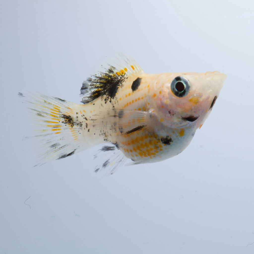 HALLOWEEN SPECIAL-Saltwater Conditioned Assorted Balloon Molly-(Great Algae Eaters!)