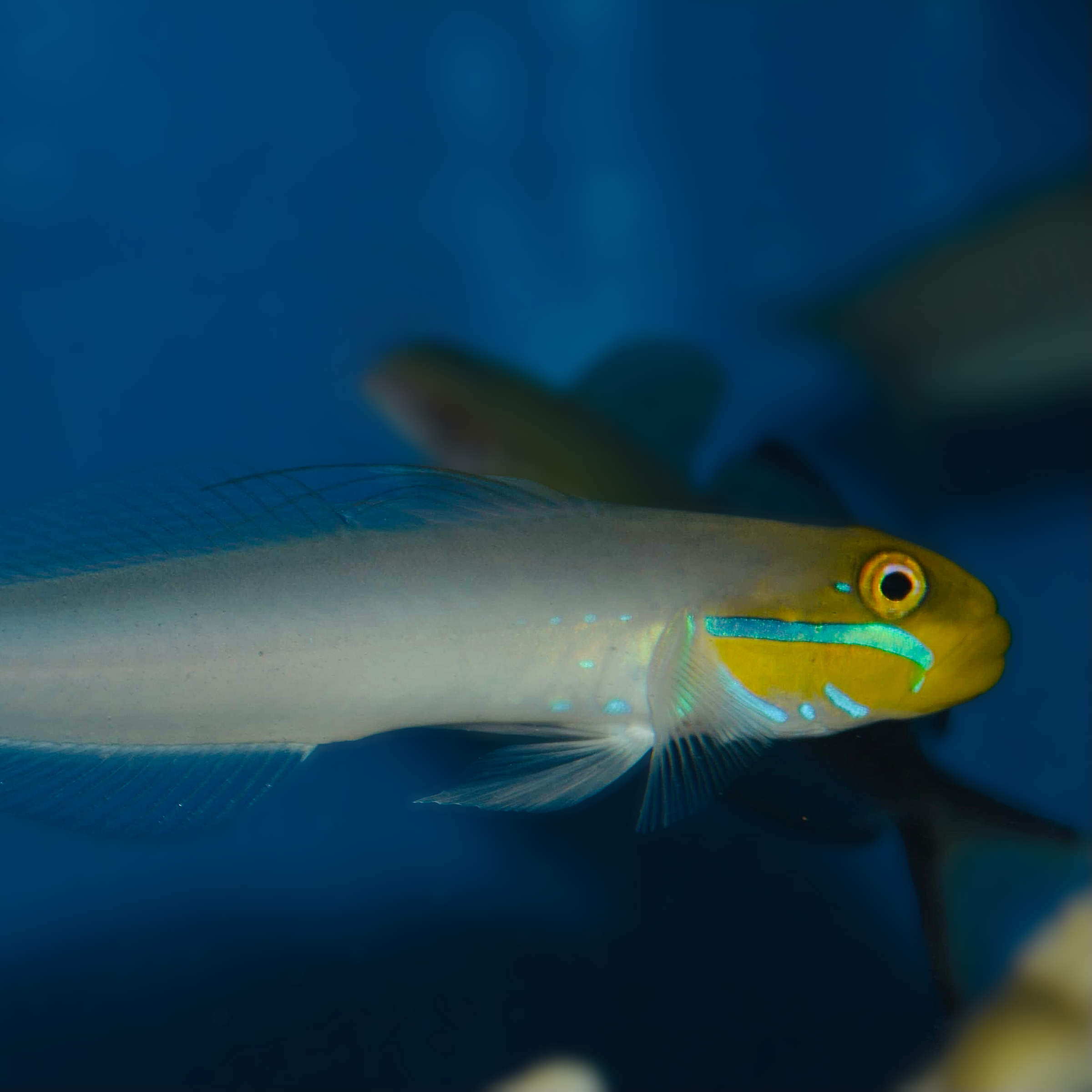 Aquarium Conditioned-Gold Head Sleeper Goby Pair (Sand Sifters)