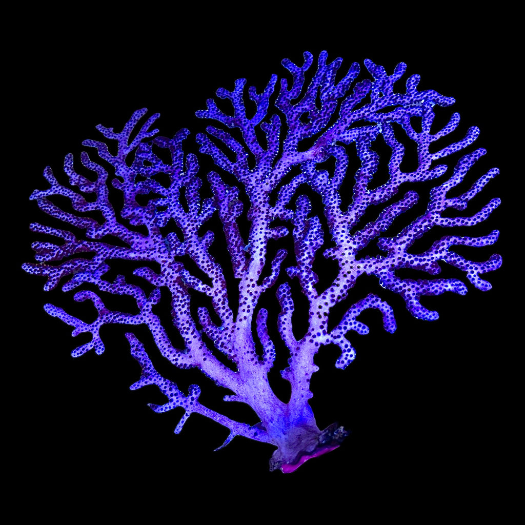 Purple Anthogorgia Gorgonian