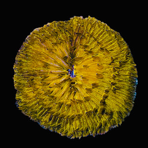 Special-Bright Orange Australian Fungia Coral