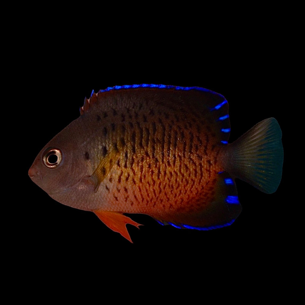 Aquarium Conditioned-Rusty Dwarf Angelfish