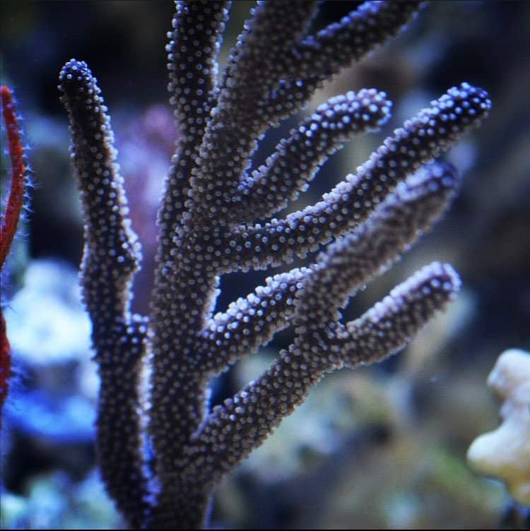 Black Sea Rod Gorgonian-Photosynthetic