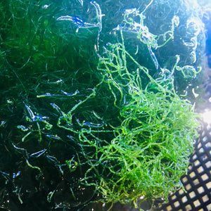 Cheatomorpha Algae