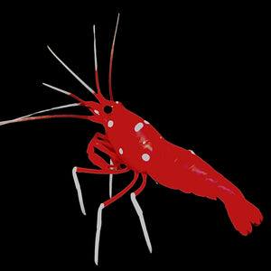 Blood Red Fire Shrimp