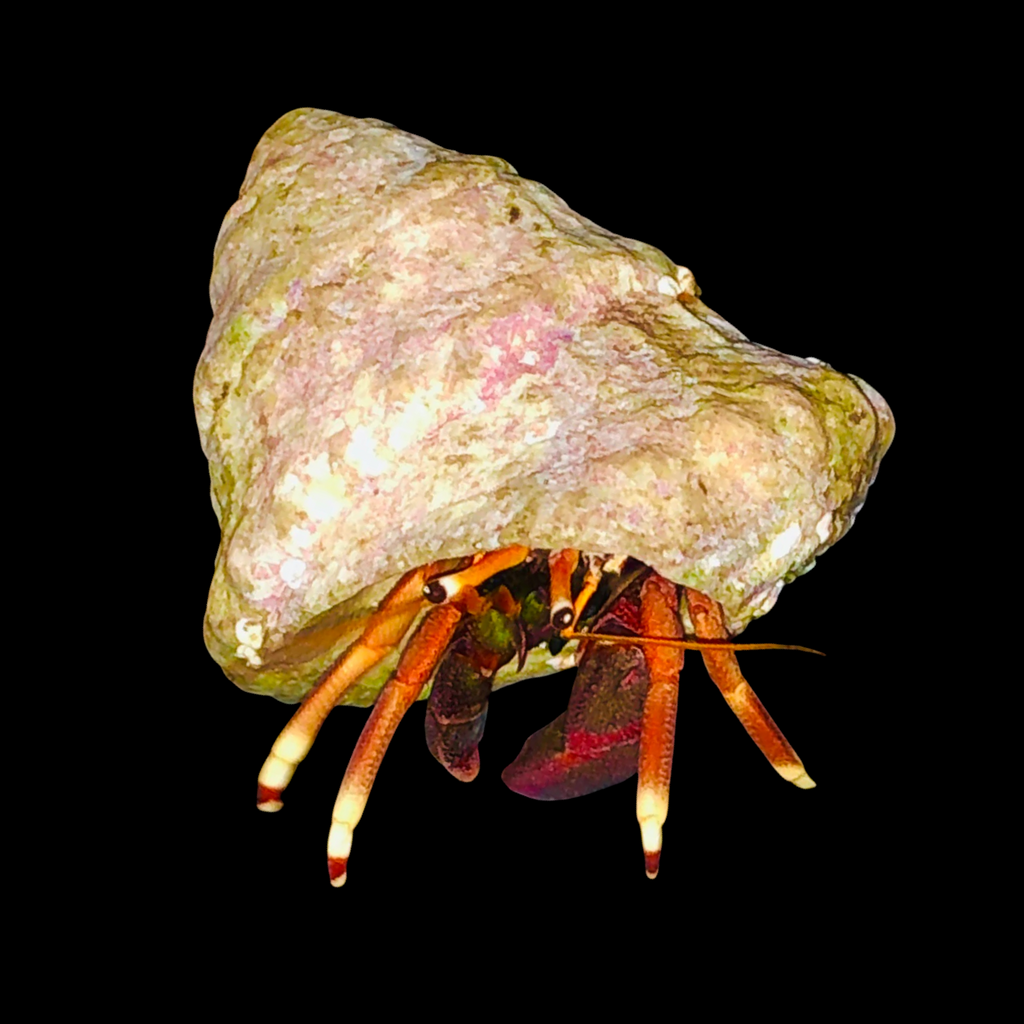 Stocky Orange Claw Hermit Crab-Amazing Algae Eaters (Popular)