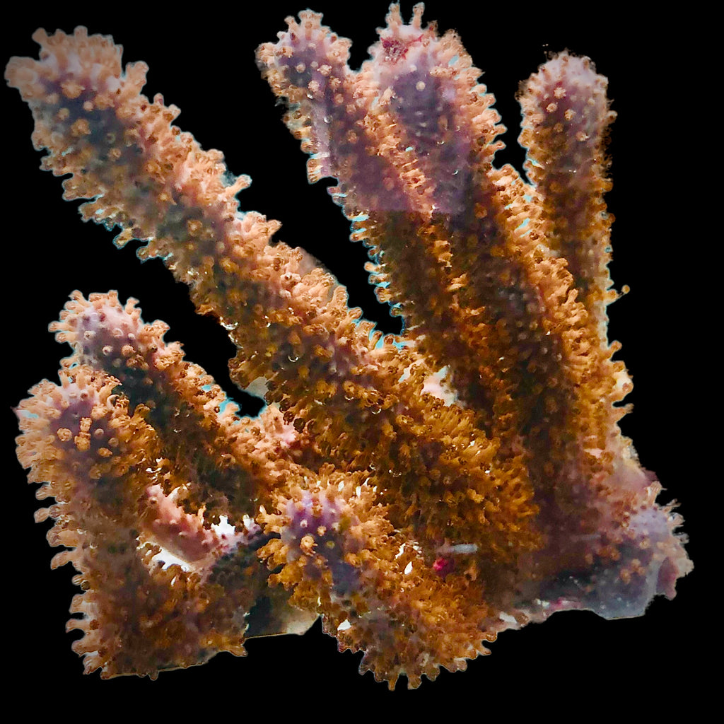 Showy Corky Sea Finger Gorgonian (Large Size)-Photosynthetic