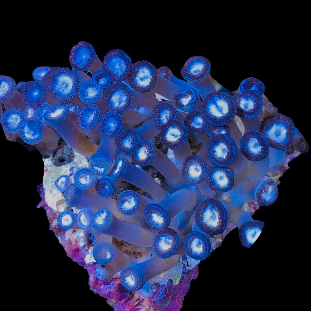 WYSIWYG Blue Steel Zoanthid-Mini Colony
