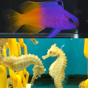 Aquarium Conditioned Royal Gramma Basslet Pair and Pair of Saddled Erectus Seahorses