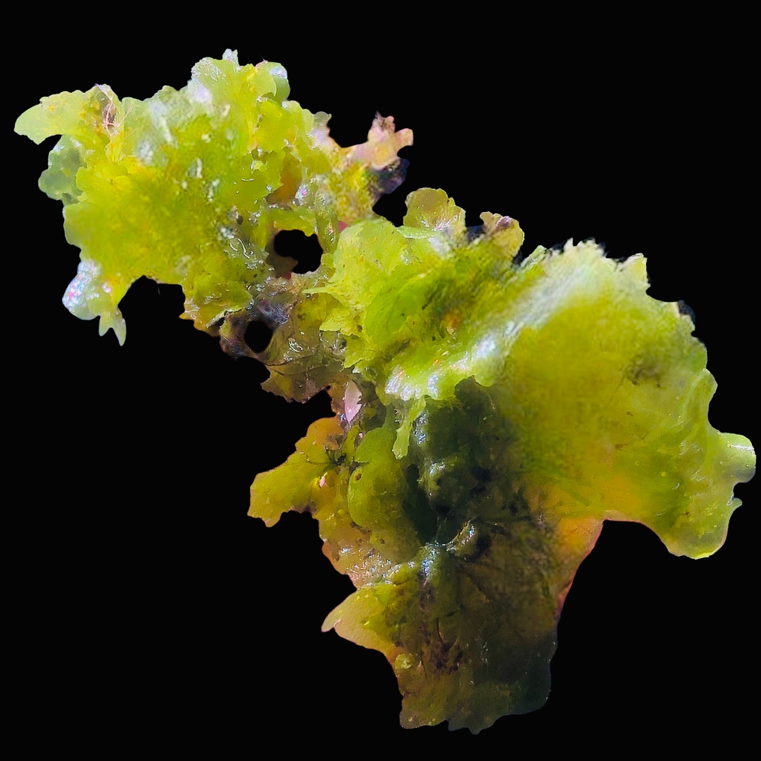 NEW ARRIVAL-Decorative Stiff Sea Lettuce Macro Algae
