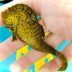 Brazilian Reidi x Erectus Hybrid Seahorse (LARGE)