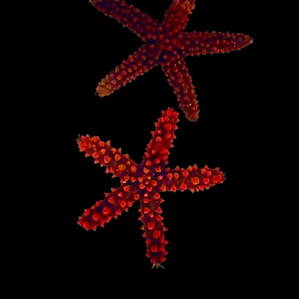 NEW ARRIVAL Red Thorny Starfish (NICE)-Reef Safe