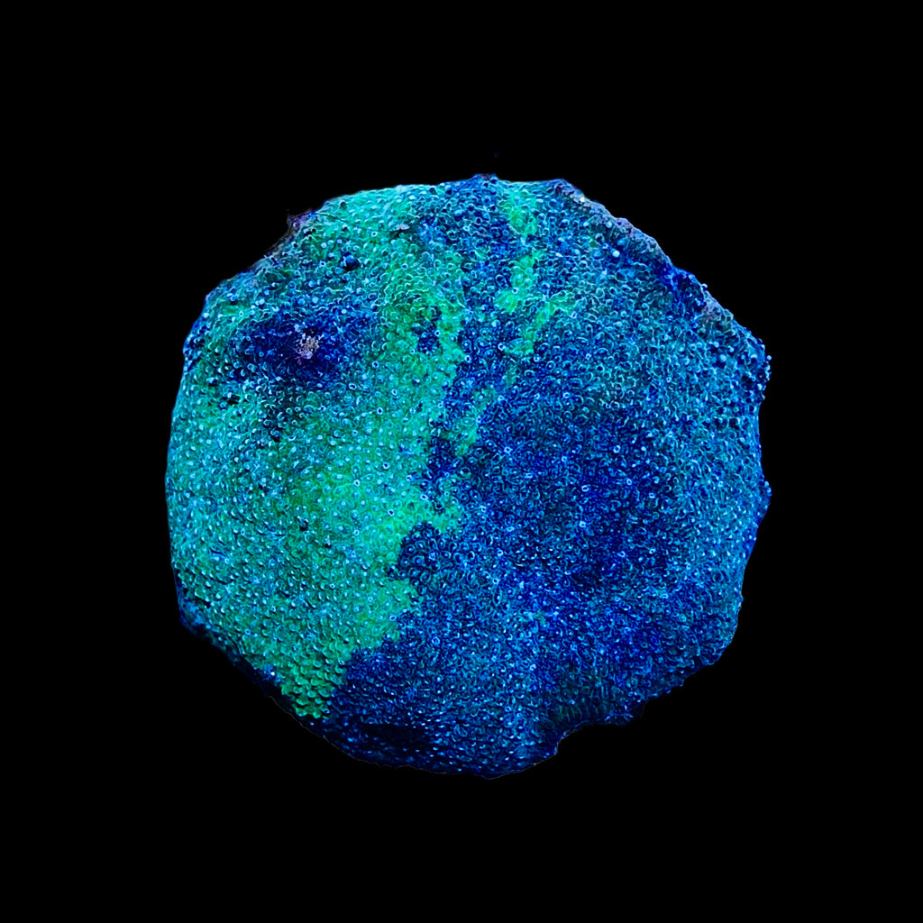 WYSIWYG Encrusting Blue and Green Grafted Psammacora-Aquacultured