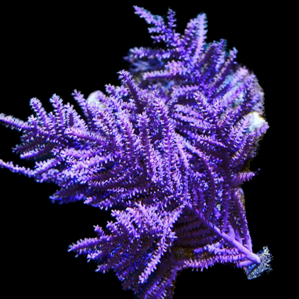 Purple Frilly Gorgonian-Photosynthetic – Alyssa's Seahorse Savvy