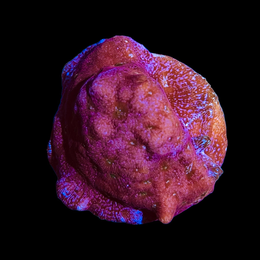 WYSIWYG Sorbet Psammacora-Aquacultured