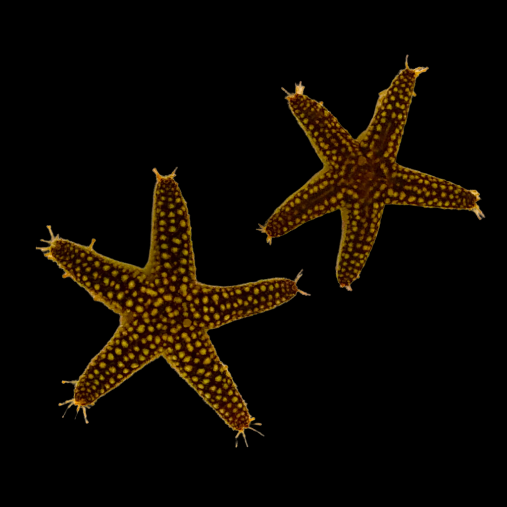 Special-Mini Spiny Starfish-Reef Safe