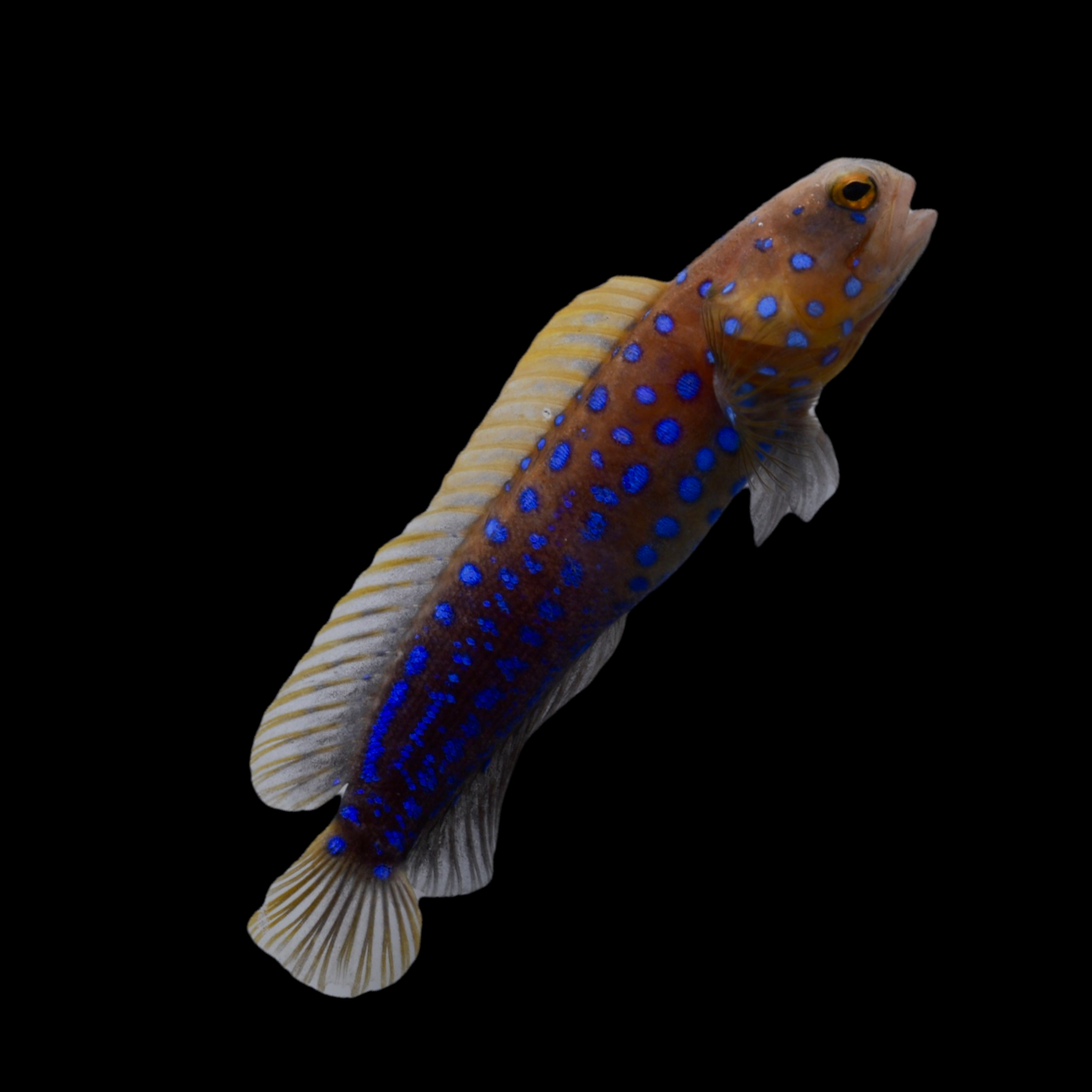 NEW ARRIVAL Aquarium Conditioned-Blue-spotted Jawfish