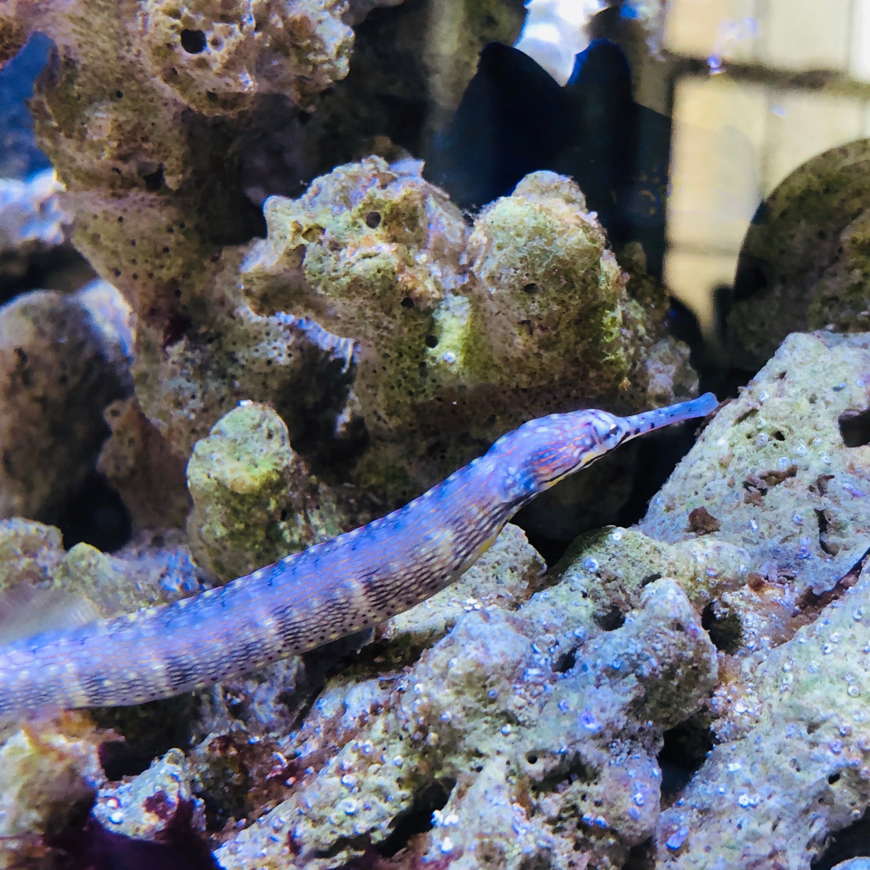 Aquarium Conditioned-Yellow Spotted Pipefish