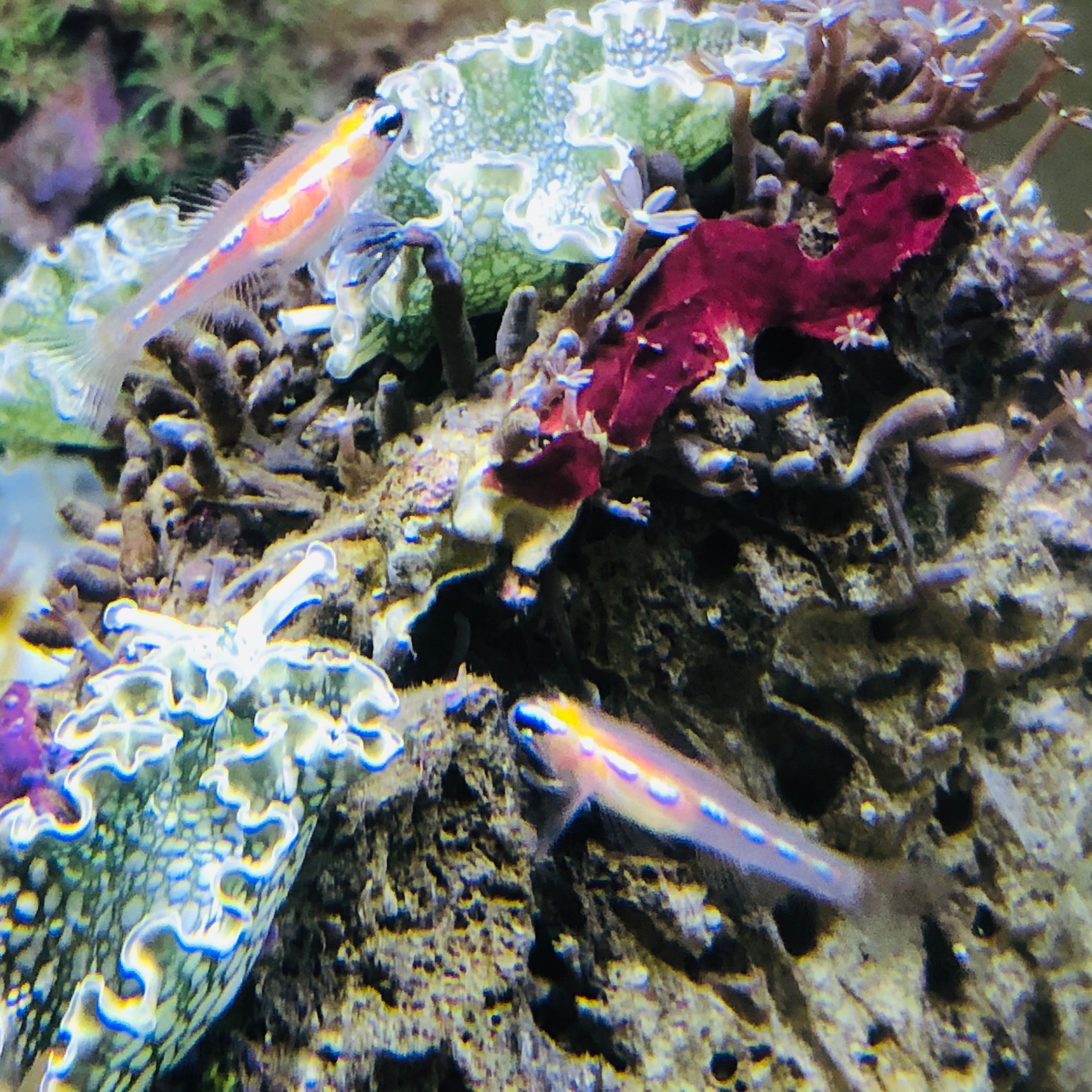 Aquarium Conditioned-Shoaling Masked Goby
