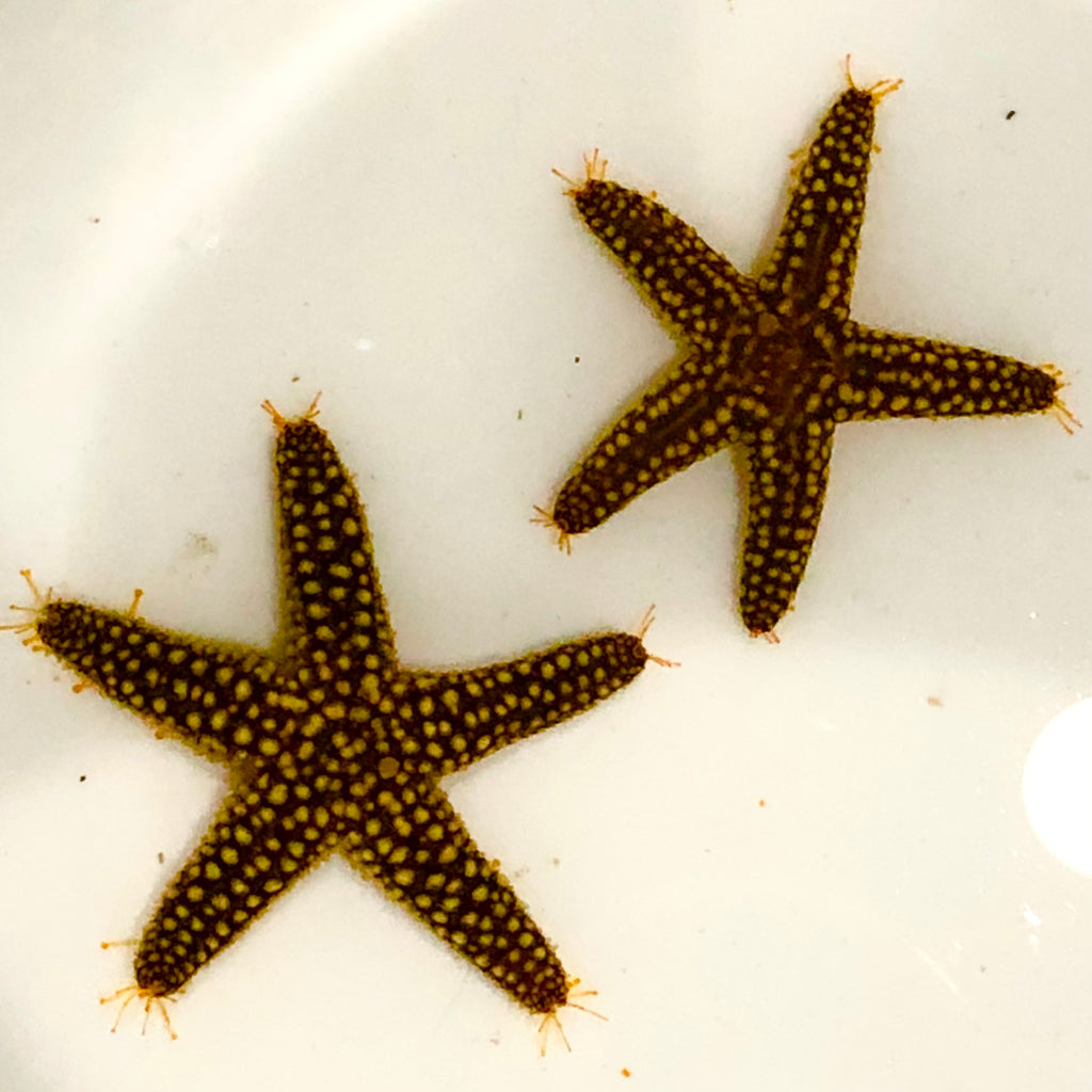 Mini Spiny Starfish-Reef Safe