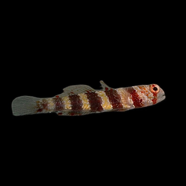 Aquarium Conditioned-Wheeler's Shrimp Goby