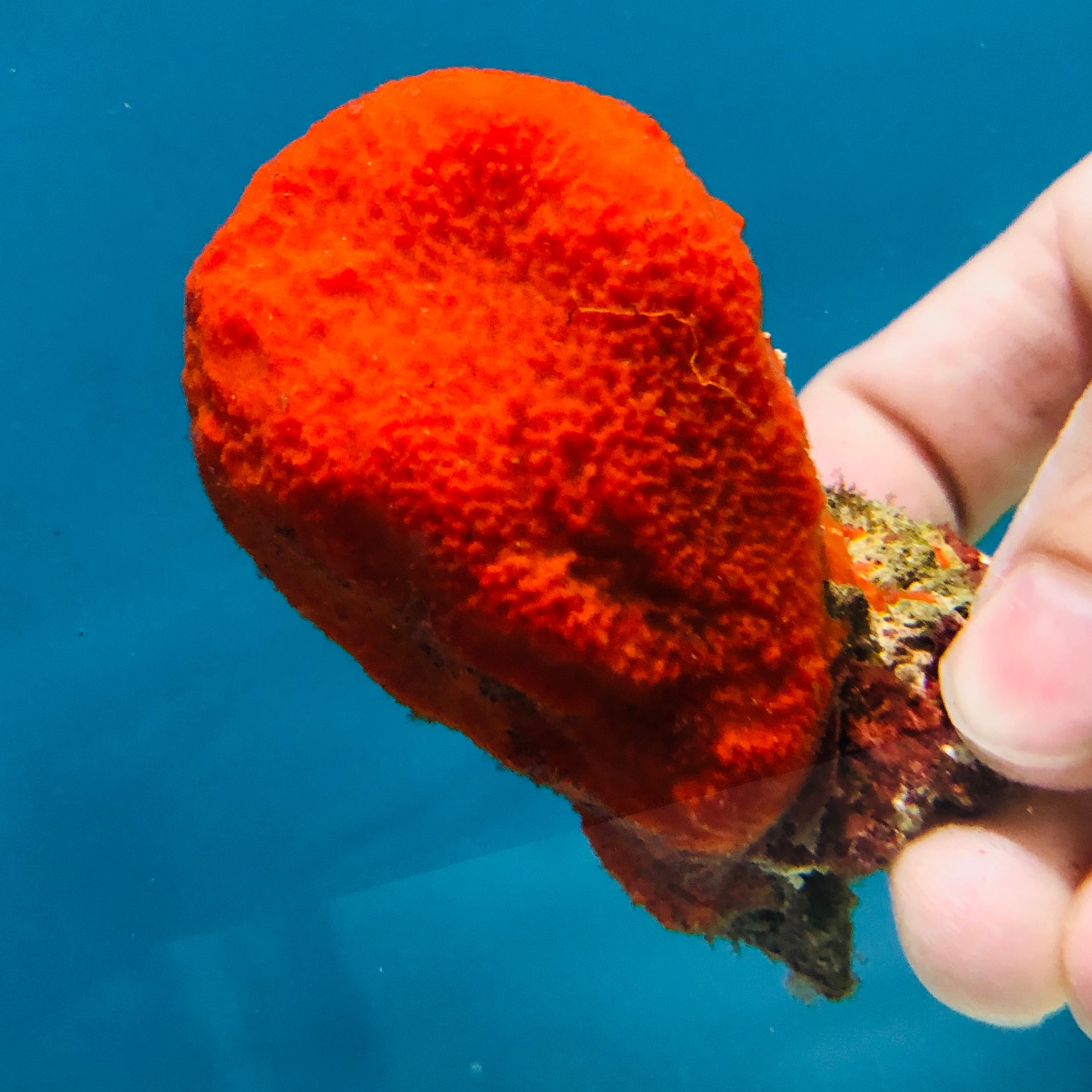Mini Bright Red Encrusting Ball Sponge