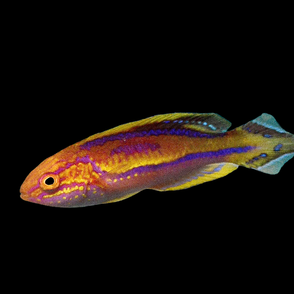 Aquarium Conditioned-Splendid Pintail Fairy Wrasse (Showy Male)