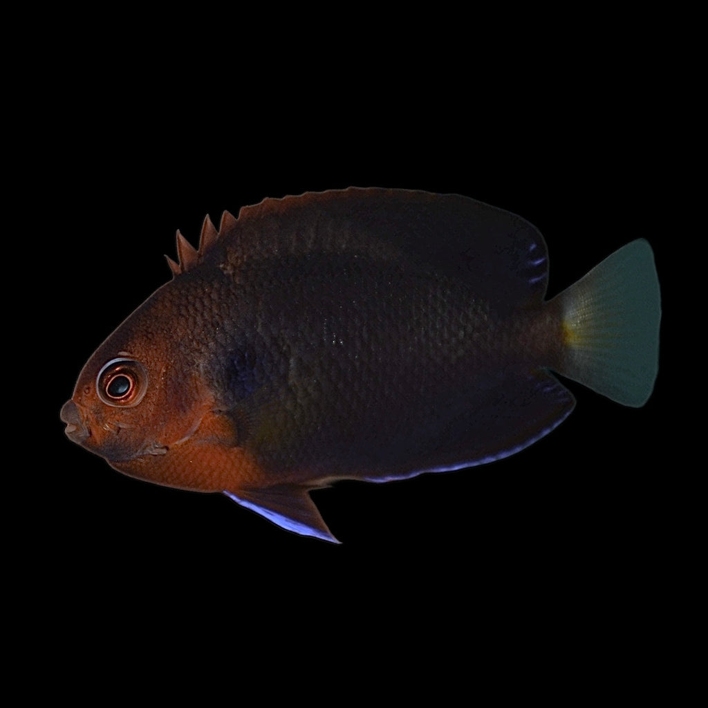 Aquarium Conditioned-Pacific Pygmy Angelfish