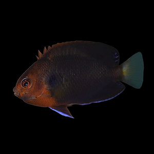 Aquarium Conditioned-Pacific Pygmy Angelfish