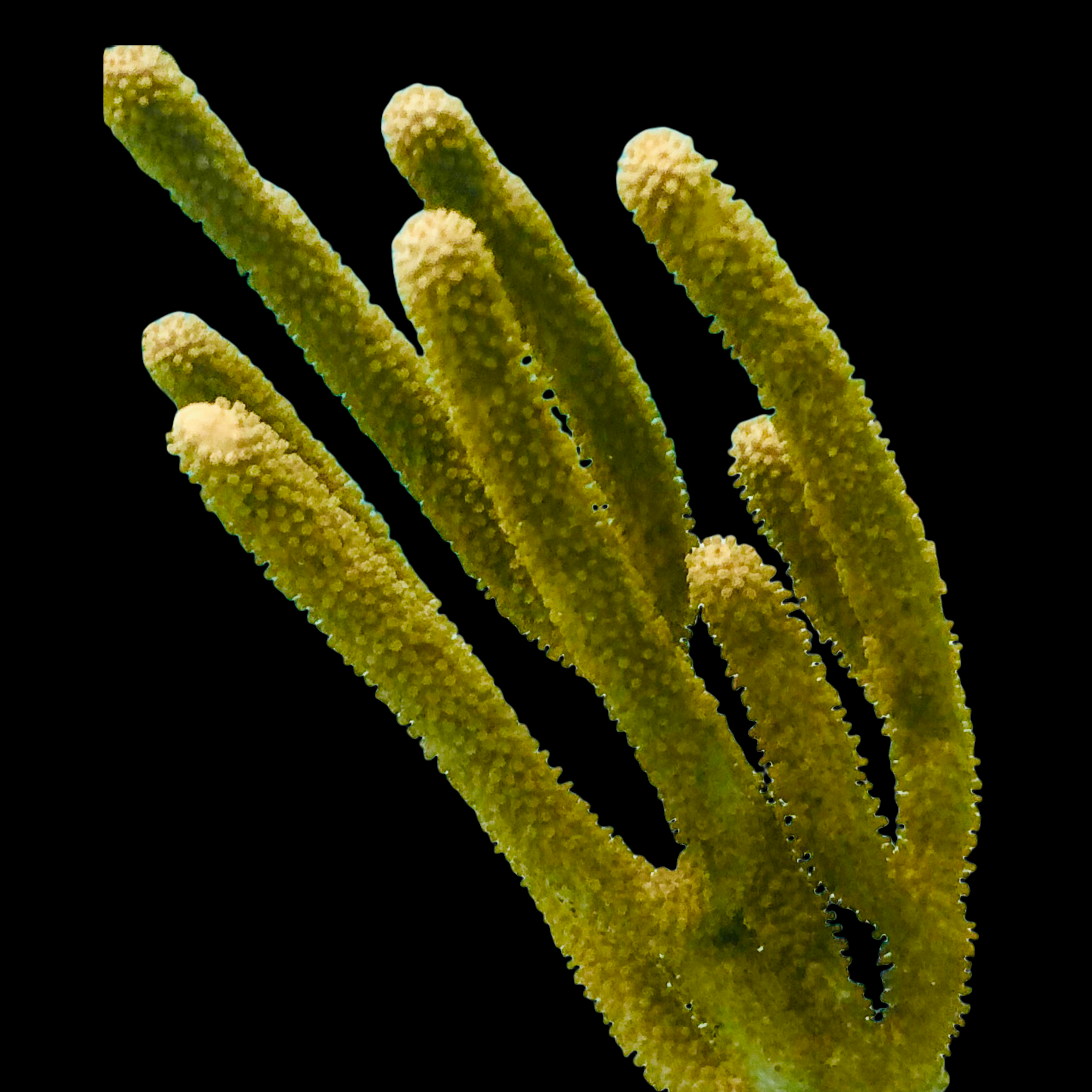 Giant Slit Pore Gorgonian-Photosynthetic (Great for Seahorse Hitching)